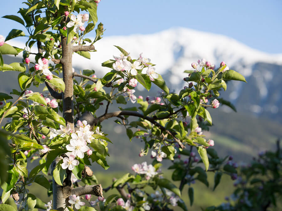 Apfelblüte - Flötscherhof