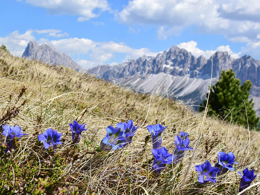 Berge - Flötscherhof
