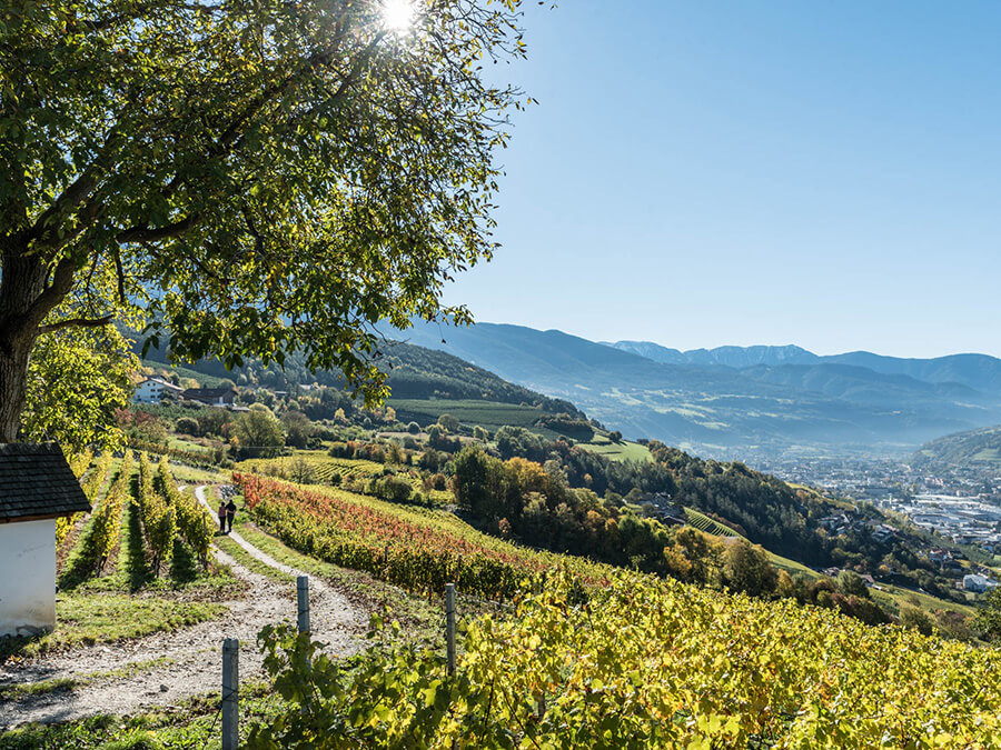 Weinberg - Flötscherhof