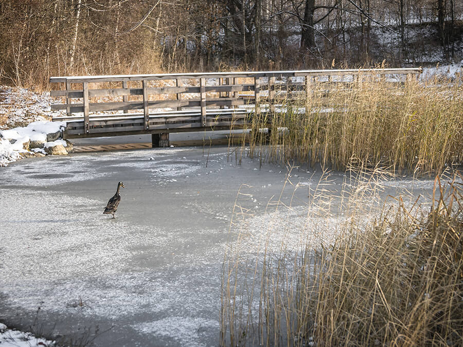 Weiher im Winter - Flötscherhof